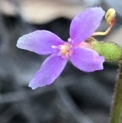 Stylidium sp. at Aranda, ACT - 6 Sep 2021 04:50 PM