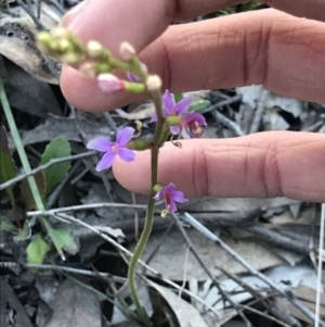 Stylidium sp. at Aranda, ACT - 6 Sep 2021