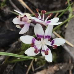 Wurmbea dioica subsp. dioica (Early Nancy) at Holt, ACT - 6 Sep 2021 by MattFox