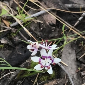 Wurmbea dioica subsp. dioica at Holt, ACT - 7 Sep 2021