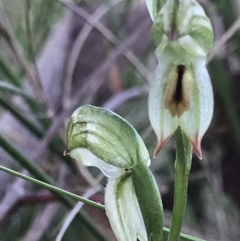 Bunochilus umbrinus (Broad-sepaled Leafy Greenhood) at Holt, ACT - 6 Sep 2021 by MattFox