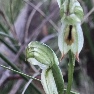 Bunochilus umbrinus at suppressed - 7 Sep 2021