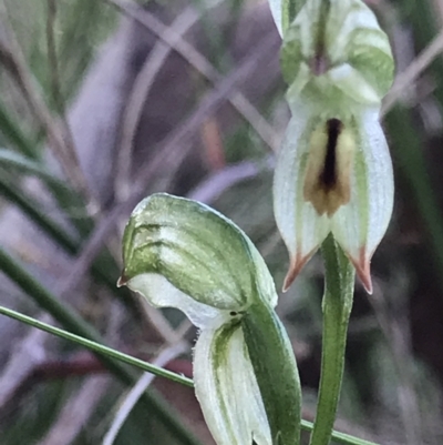 Bunochilus umbrinus (Broad-sepaled Leafy Greenhood) at Mount Painter - 6 Sep 2021 by MattFox