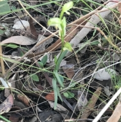 Bunochilus umbrinus at suppressed - 7 Sep 2021