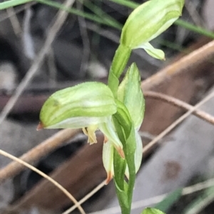 Bunochilus umbrinus at suppressed - 7 Sep 2021