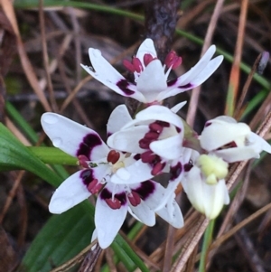 Wurmbea dioica subsp. dioica at Yarralumla, ACT - 5 Sep 2021 12:45 PM