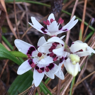 Wurmbea dioica subsp. dioica (Early Nancy) at Yarralumla, ACT - 5 Sep 2021 by NedJohnston