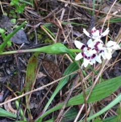 Wurmbea dioica subsp. dioica at Yarralumla, ACT - 5 Sep 2021 12:45 PM