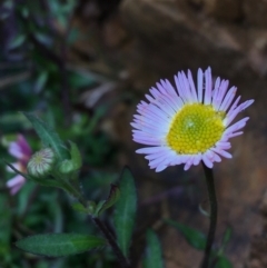 Erigeron karvinskianus (Seaside Daisy) at Lake Burley Griffin West - 12 Sep 2021 by Ned_Johnston