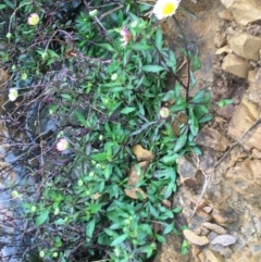 Erigeron karvinskianus at Yarralumla, ACT - 12 Sep 2021