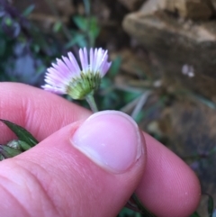 Erigeron karvinskianus at Yarralumla, ACT - 12 Sep 2021