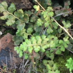 Asplenium subglandulosum (Blanket Fern) at Blue Gum Point to Attunga Bay - 12 Sep 2021 by Ned_Johnston