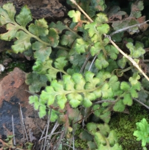 Asplenium subglandulosum at Yarralumla, ACT - 12 Sep 2021