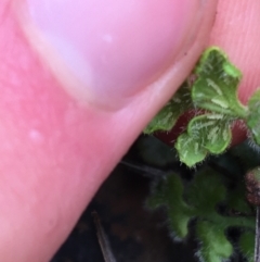 Asplenium subglandulosum at Yarralumla, ACT - 12 Sep 2021