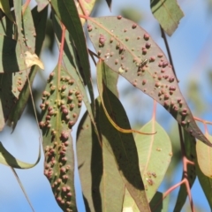 Eucalyptus insect gall at Pollinator-friendly garden Conder - 15 Aug 2021 by michaelb