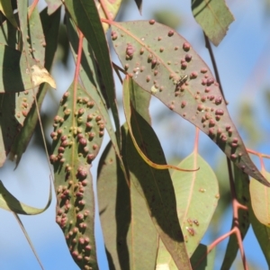 Eucalyptus insect gall at Conder, ACT - 15 Aug 2021