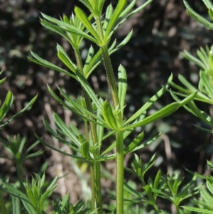 Galium aparine at Tharwa, ACT - 21 Aug 2021