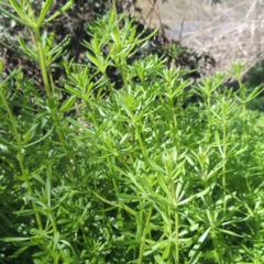 Galium aparine at Tharwa, ACT - 21 Aug 2021