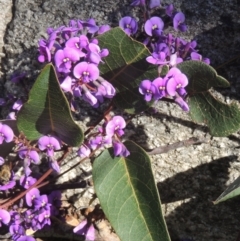 Hardenbergia violacea (False Sarsaparilla) at Tennent, ACT - 1 Sep 2021 by MichaelBedingfield