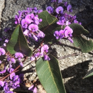Hardenbergia violacea at Tennent, ACT - 1 Sep 2021