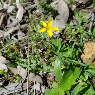 Oxalis sp. (Wood Sorrel) at Ainslie, ACT - 7 Sep 2021 by danswell