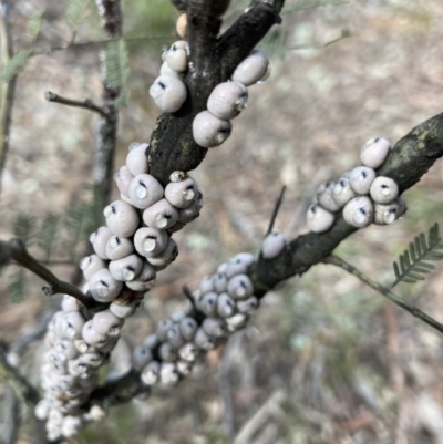 Cryptes baccatus (Wattle Tick Scale) at Crace, ACT - 7 Sep 2021 by Jenny54