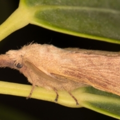 Pararguda nasuta (Wattle Snout Moth) at Melba, ACT - 29 Aug 2021 by kasiaaus