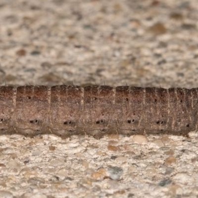 Agrotis infusa (Bogong Moth, Common Cutworm) at Melba, ACT - 31 Aug 2021 by kasiaaus