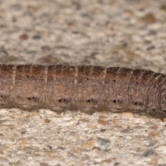 Agrotis infusa at Melba, ACT - 31 Aug 2021