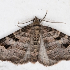 Epyaxa subidaria (Subidaria Moth) at Melba, ACT - 31 Aug 2021 by kasiaaus