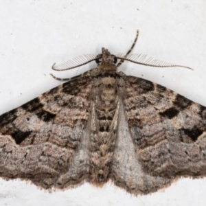 Epyaxa subidaria at Melba, ACT - 31 Aug 2021 10:17 PM