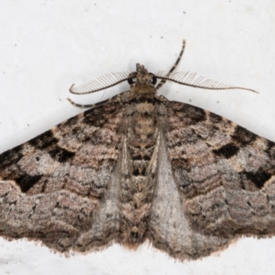 Epyaxa subidaria (Subidaria Moth) at Melba, ACT - 31 Aug 2021 by kasiaaus