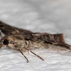 Epyaxa subidaria at Melba, ACT - 31 Aug 2021 10:17 PM