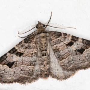 Epyaxa subidaria at Melba, ACT - 31 Aug 2021 10:17 PM