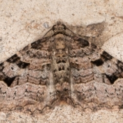 Epyaxa subidaria at Melba, ACT - 31 Aug 2021 10:17 PM