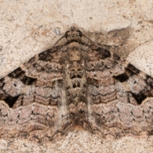 Epyaxa subidaria at Melba, ACT - 31 Aug 2021