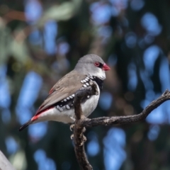 Stagonopleura guttata (Diamond Firetail) at Symonston, ACT - 7 Sep 2021 by rawshorty