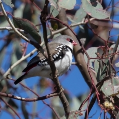 Stagonopleura guttata at Symonston, ACT - 7 Sep 2021