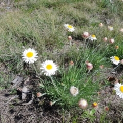 Leucochrysum albicans subsp. tricolor (Hoary Sunray) at Isaacs, ACT - 7 Sep 2021 by MatthewFrawley