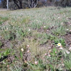 Leucochrysum albicans subsp. tricolor at Isaacs, ACT - 7 Sep 2021