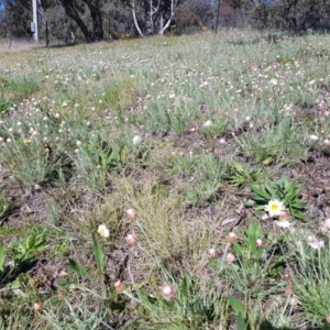 Leucochrysum albicans subsp. tricolor at Isaacs, ACT - 7 Sep 2021