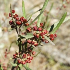 Dodonaea viscosa (Hop Bush) at Mount Taylor - 6 Sep 2021 by MatthewFrawley