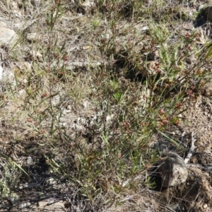 Dodonaea viscosa at Kambah, ACT - 6 Sep 2021