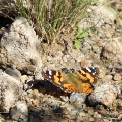 Vanessa kershawi (Australian Painted Lady) at Mount Taylor - 6 Sep 2021 by MatthewFrawley