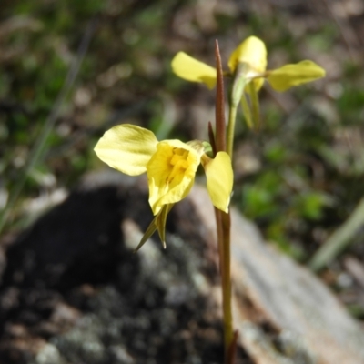 Diuris chryseopsis (Golden Moth) at Mount Taylor - 6 Sep 2021 by MatthewFrawley