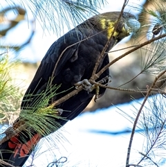 Calyptorhynchus lathami (Glossy Black-Cockatoo) at Wingecarribee Local Government Area - 2 Sep 2021 by Aussiegall