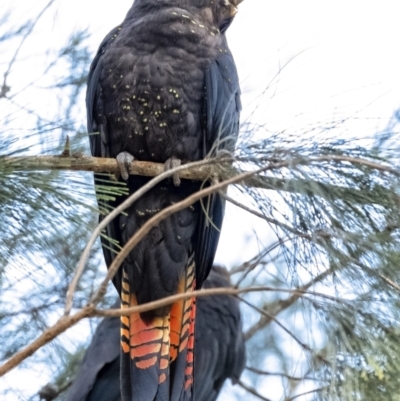 Calyptorhynchus lathami lathami (Glossy Black-Cockatoo) at Penrose, NSW - 2 Sep 2021 by Aussiegall