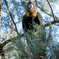 Calyptorhynchus lathami lathami at Penrose, NSW - suppressed