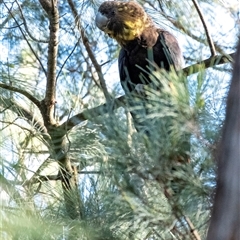 Calyptorhynchus lathami lathami at Penrose, NSW - 3 Sep 2021