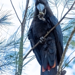 Calyptorhynchus lathami lathami at Penrose, NSW - suppressed